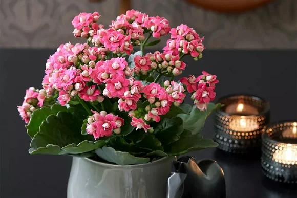 Rosa Blütenpflanze in einer Vase